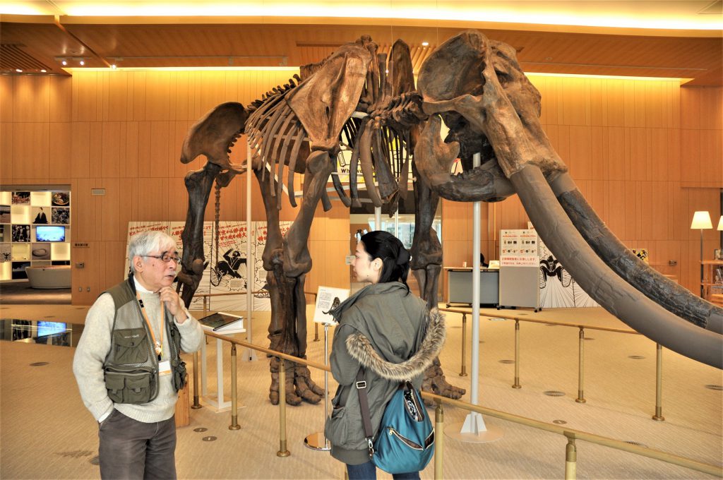 MieMuのシンボルは300～400万年前に生息していたミエゾウの全身復元骨格。三重県津市で初めて化石が発見された。国内の陸上哺乳類では史上最大。